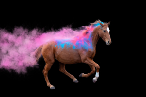 Holi Pulver Shooting “Bunte Pferde”