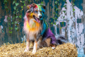 Verena Scholze Fotodesign Holi Pulver Fotoshooting Hunde Menschen Event verena-scholze.de
