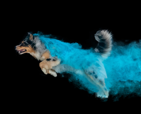 Verena Scholze Fotodesign Holi Pulver Fotoshooting Hunde Menschen Event verena-scholze.de