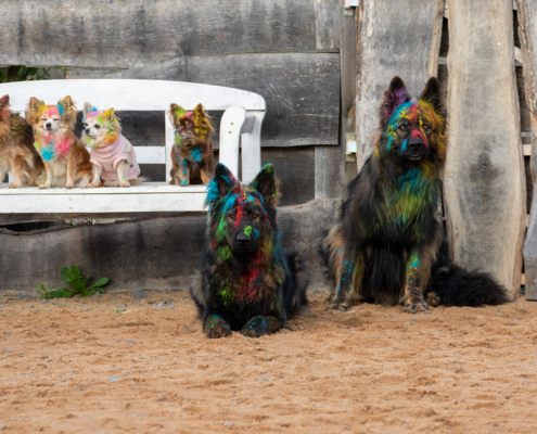 Verena Scholze Fotodesign Holi Pulver Fotoshooting Hunde Menschen Event verena-scholze.de